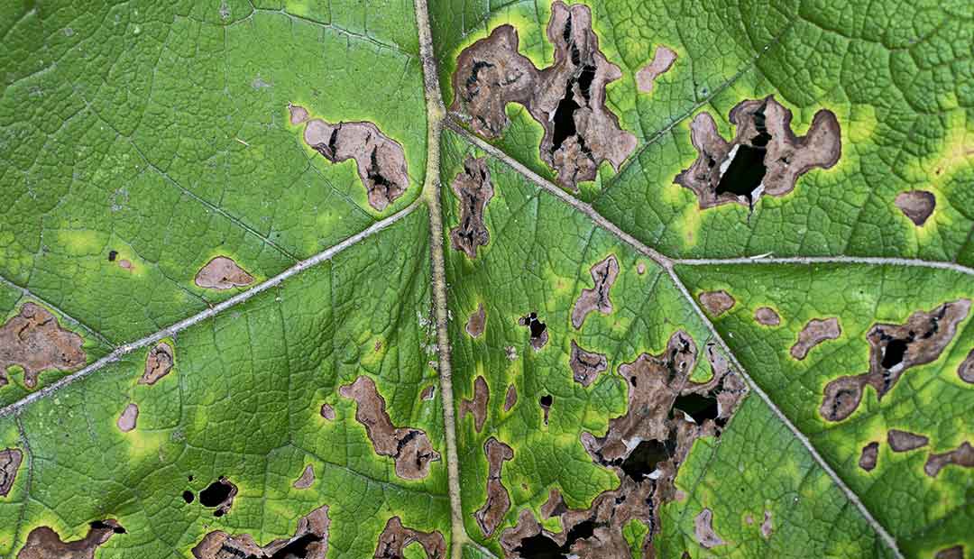 Diseased leaf
