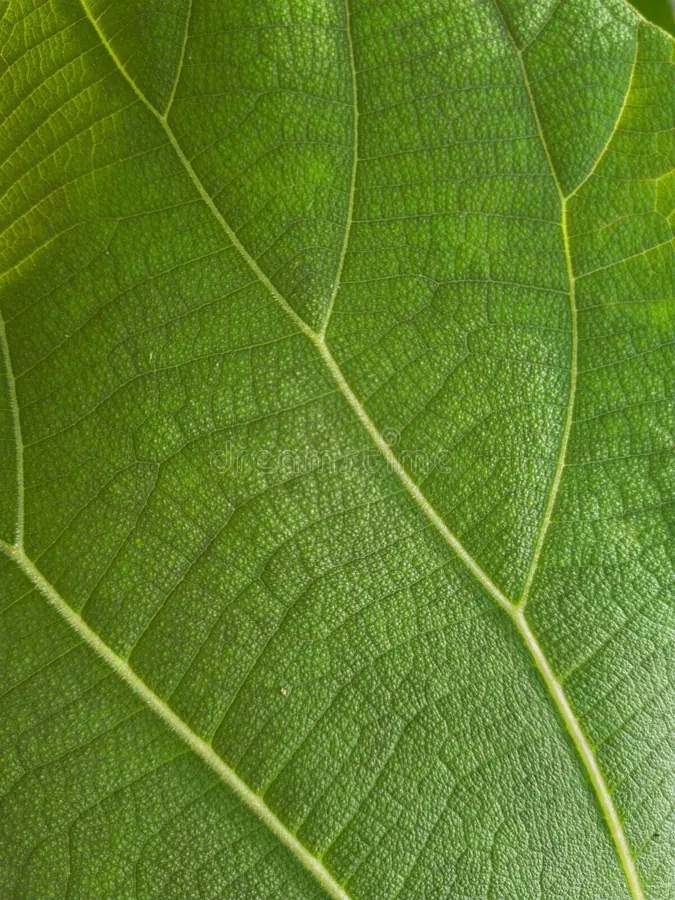 Healthy leaf